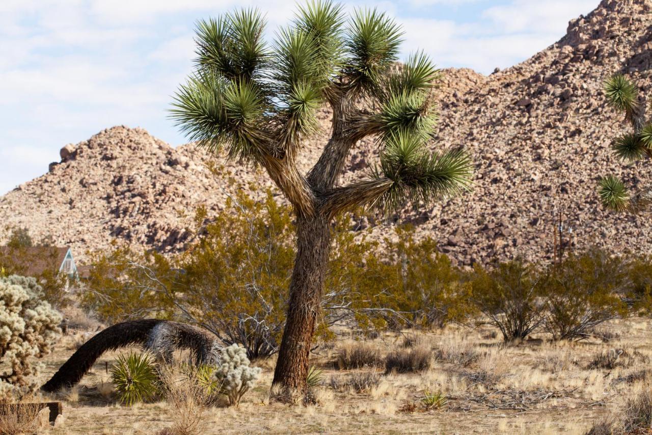 @ Marbella Lane - 10 Acres Oasis Desert Retreat! Joshua Tree Exterior photo